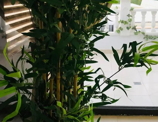 Diki: La Casa Marina De Plata *